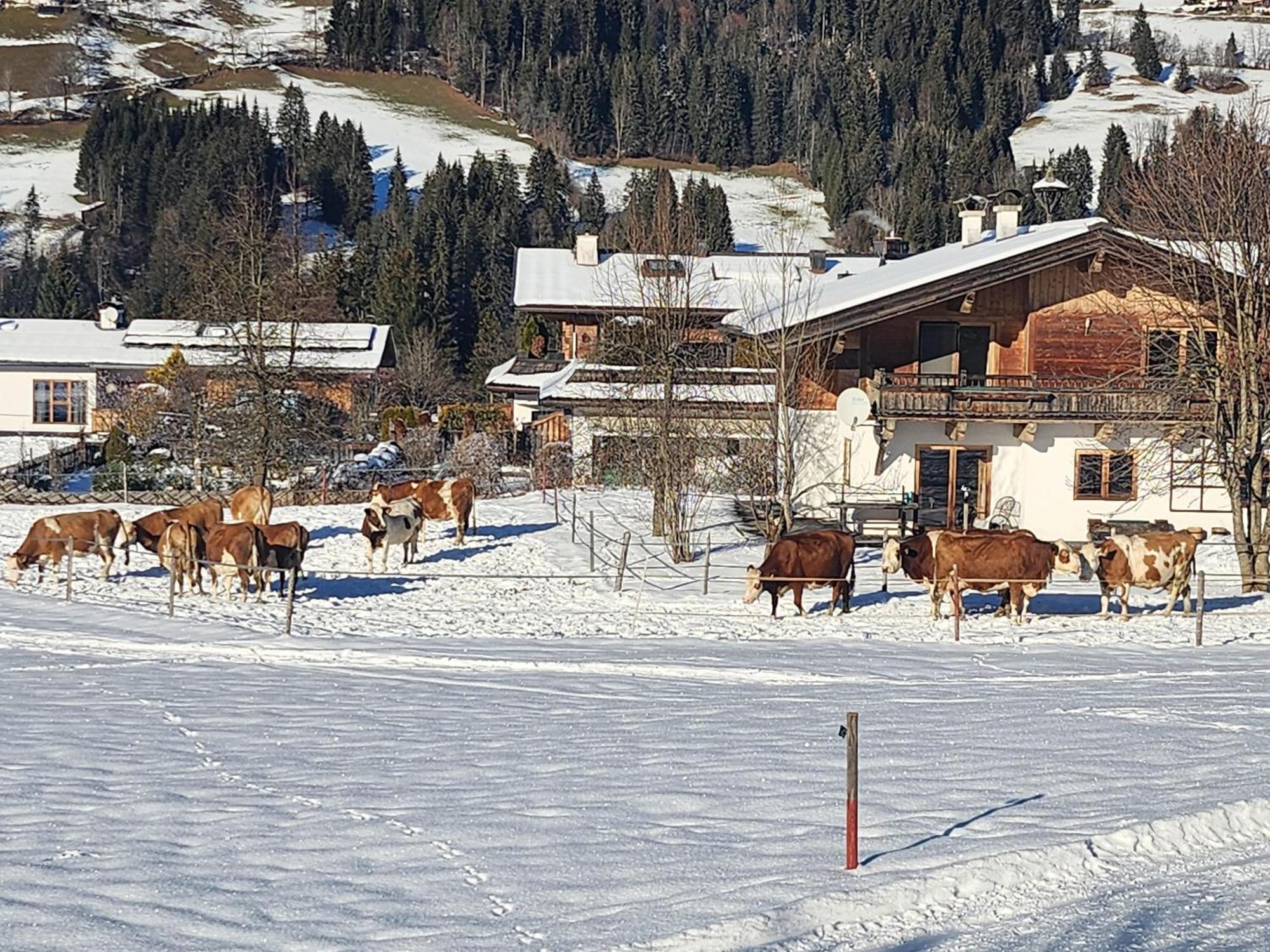 Pension Woetzinghof Kirchberg in Tirol Exterior photo